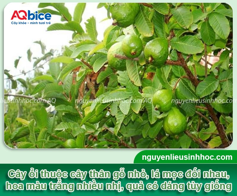 Hướng dẫn chi tiết cách chiết cành ổi đơn giản, ra rễ nhanh 2 Hướng dẫn chi tiết cách chiết cành ổi đơn giản, ra rễ nhanh