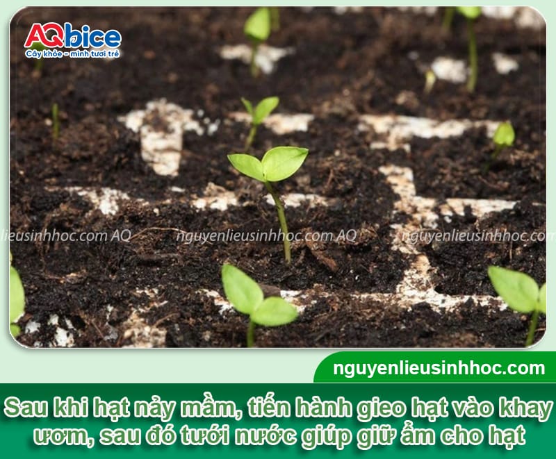 Cách ươm hạt ổi đơn giản tại nhà, tỷ lệ thành công cao
