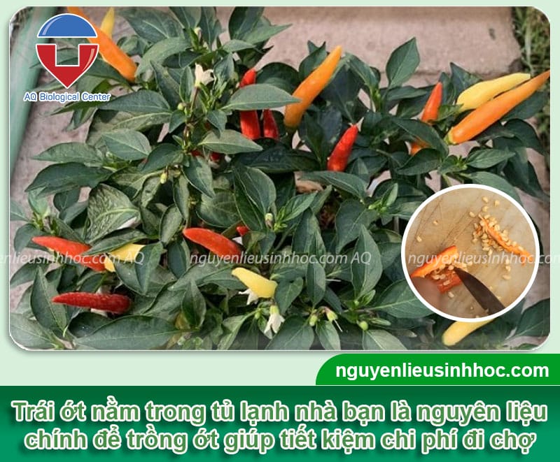 Cách trồng ớt từ hạt đơn giản tại nhà, nhanh ra trái