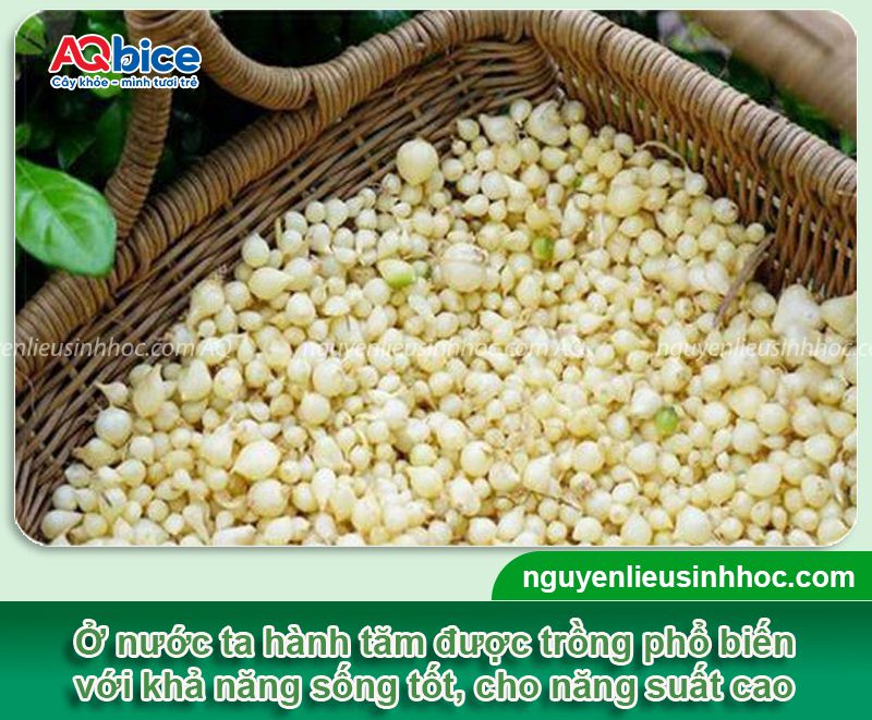 Cách trồng hành tăm tại nhà, củ to, nhanh thu hoạch