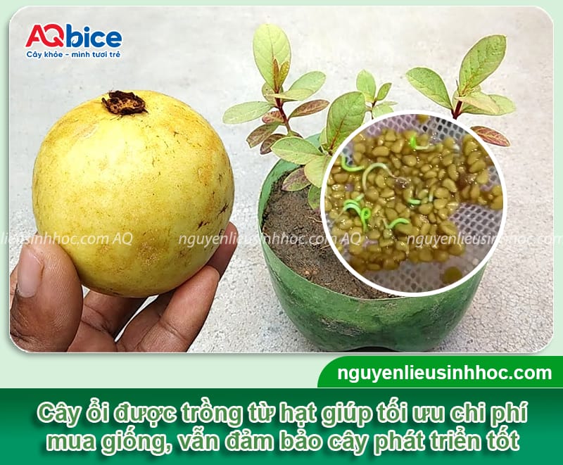 Cách ươm hạt ổi đơn giản tại nhà, tỷ lệ thành công cao
