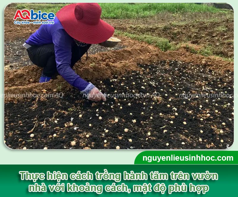 Cách trồng hành tăm tại nhà, củ to, nhanh thu hoạch 3 Cách trồng hành tăm tại nhà, củ to, nhanh thu hoạch