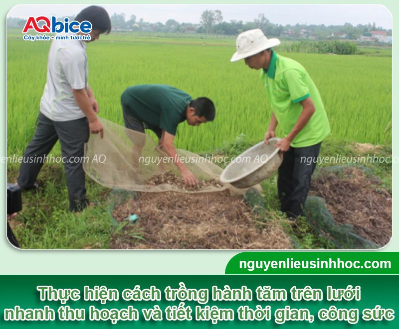 Cách trồng hành tăm tại nhà, củ to, nhanh thu hoạch 4 Cách trồng hành tăm tại nhà, củ to, nhanh thu hoạch
