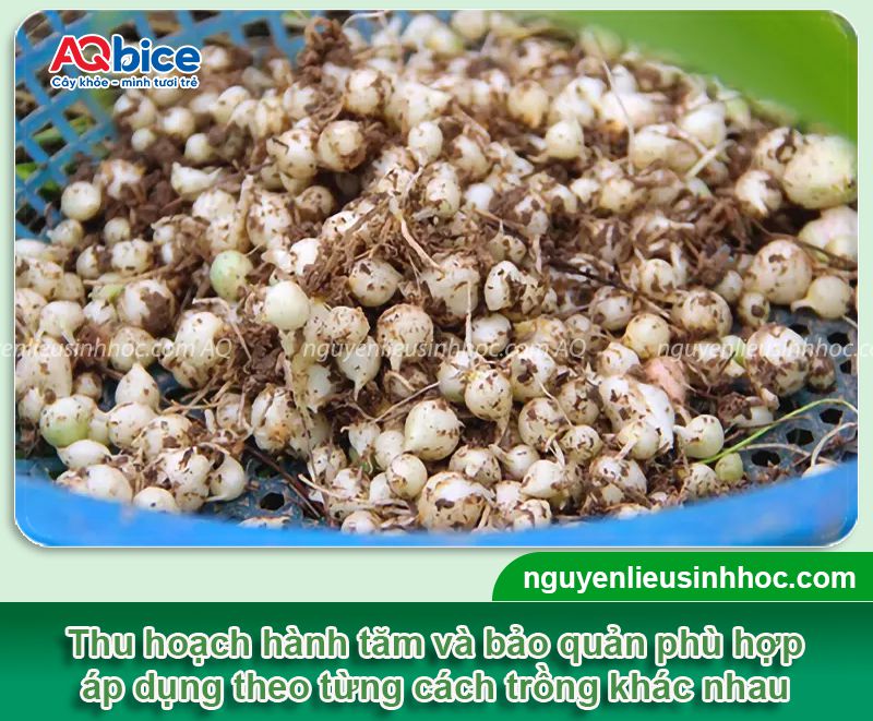 Cách trồng hành tăm tại nhà, củ to, nhanh thu hoạch 5 Cách trồng hành tăm tại nhà, củ to, nhanh thu hoạch