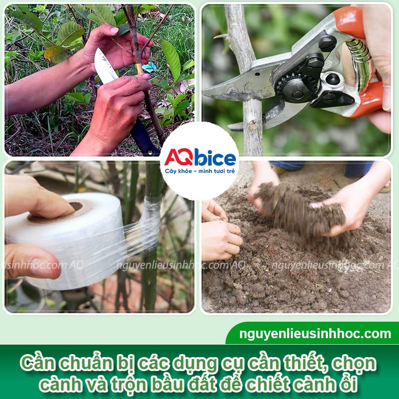 Hướng dẫn chi tiết cách chiết cành ổi đơn giản, ra rễ nhanh 3 Hướng dẫn chi tiết cách chiết cành ổi đơn giản, ra rễ nhanh