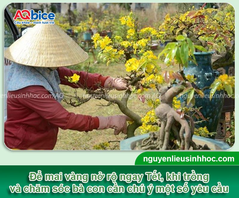 Cách trồng mai vàng vào chậu mới bứng đúng kỹ thuật