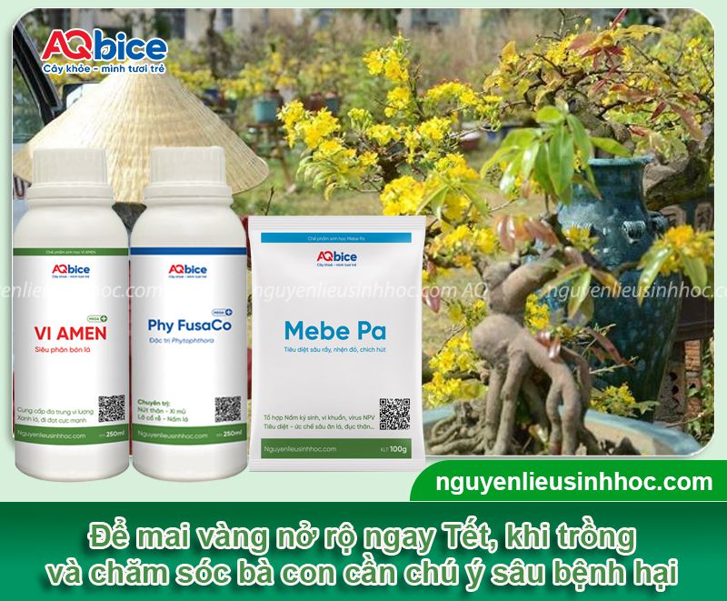 Cách trồng mai vàng vào chậu mới bứng đúng kỹ thuật