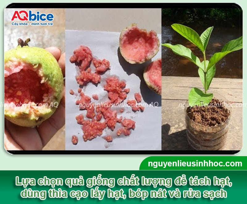 Cách ươm hạt ổi đơn giản tại nhà, tỷ lệ thành công cao