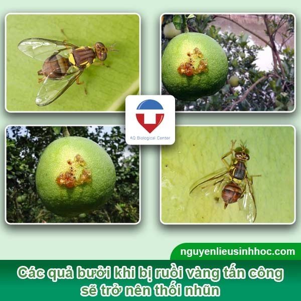 Biện pháp phòng trừ ruồi đục trái bưởi hiệu quả, an toàn