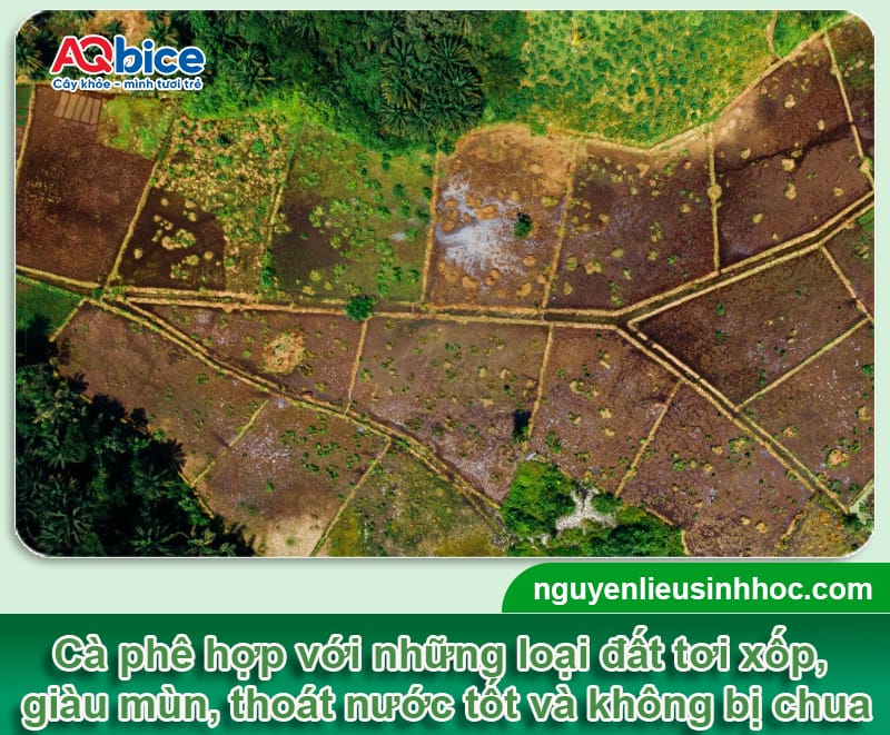 TOP các loại đất trồng cà phê cho năng suất cao