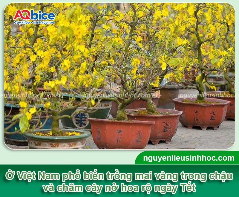 Cách trồng mai vàng vào chậu mới bứng đúng kỹ thuật