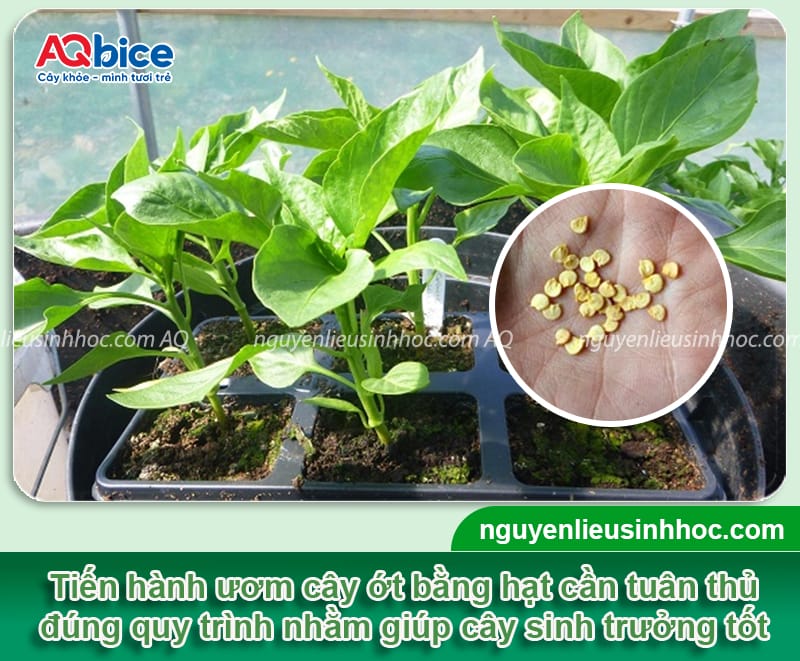 Hướng dẫn cách ươm hạt ớt mầm lên nhanh, hiệu quả 100%
