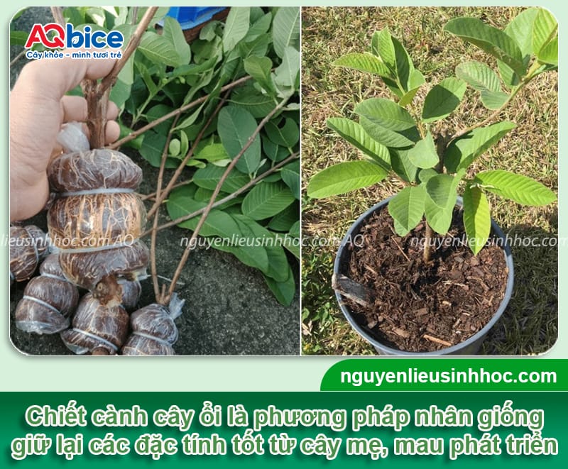 Hướng dẫn chi tiết cách chiết cành ổi đơn giản, ra rễ nhanh