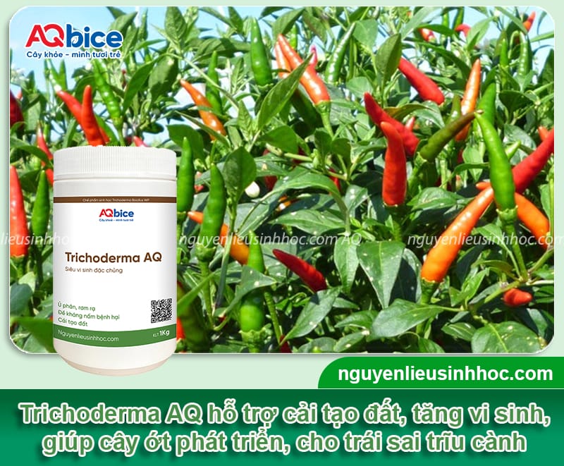 Hướng dẫn cách ươm hạt ớt mầm lên nhanh, hiệu quả 100% 5 Hướng dẫn cách ươm hạt ớt mầm lên nhanh, hiệu quả 100%