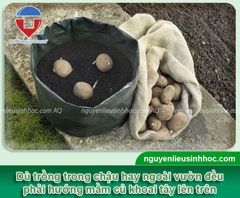 Cách trồng khoai tây từ củ đơn giản tại nhà, tăng năng suất