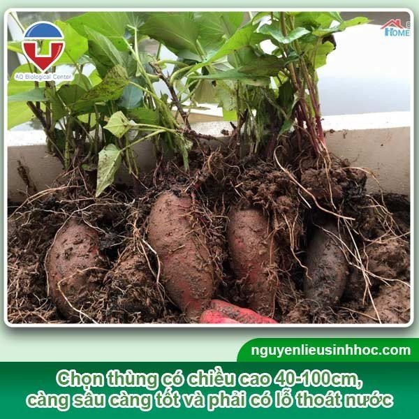 Cách trồng khoai lang từ củ đơn giản, nhanh ra mầm