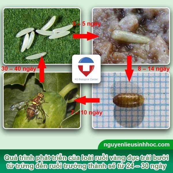 Biện pháp phòng trừ ruồi đục trái bưởi hiệu quả, an toàn