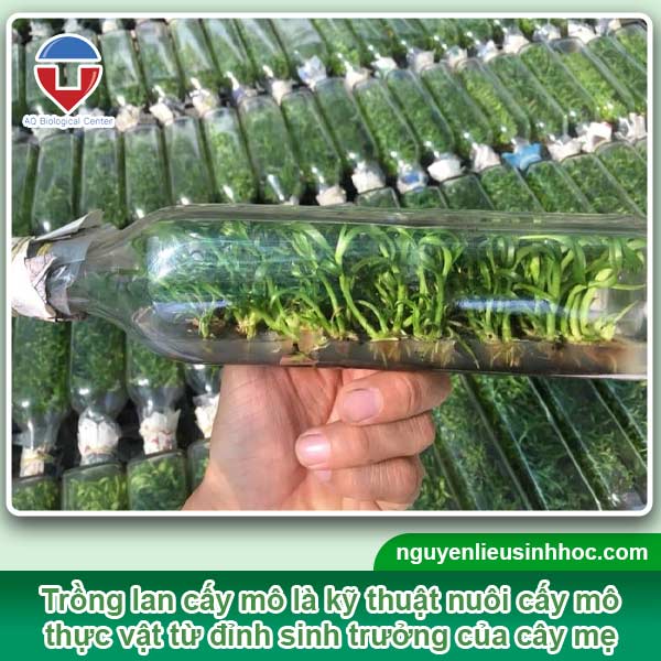 Kỹ thuật trồng lan cấy mô đơn giản tại nhà
