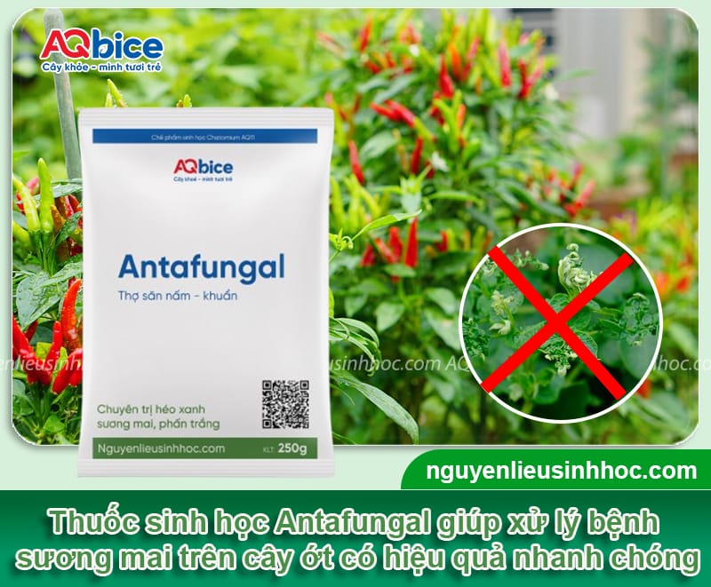 Phòng bệnh sương mai trên cây ớt giúp cây xanh tốt, sai quả