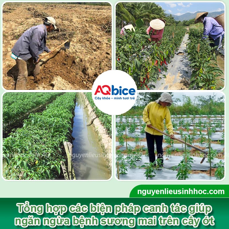 Phòng bệnh sương mai trên cây ớt giúp cây xanh tốt, sai quả