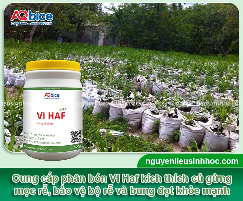 Cách trồng gừng trong bao tại nhà, nhanh thu hoạch
