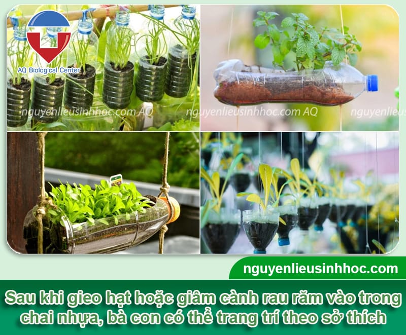 Trồng rau răm bằng chai nhựa đạt năng suất cao