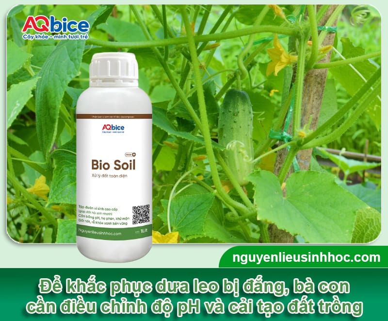 Tại sao dưa leo bị đắng? Dưa leo bị đắng có ăn được không? 4 Tại sao dưa leo bị đắng? Dưa leo bị đắng có ăn được không?