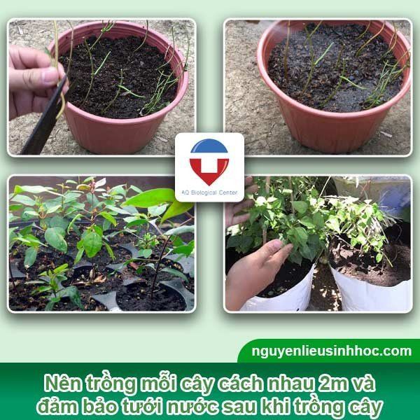 Cách trồng lá giang đơn giản tại nhà, thu hoạch cả năm