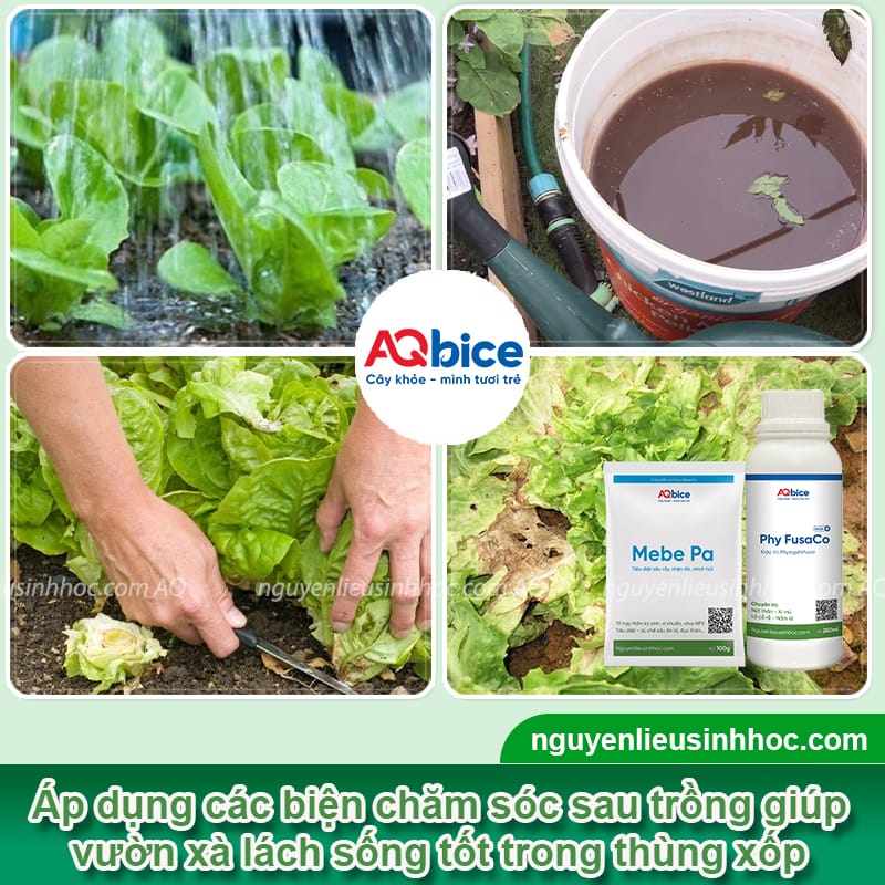 Hướng dẫn trồng xà lách trong thùng xốp ngay tại nhà