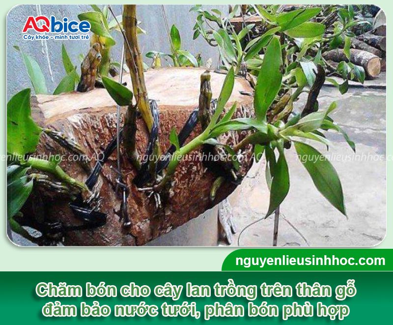 Hướng dẫn cách trồng lan trên thân cây khô đơn giản