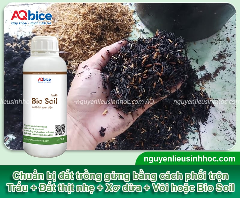 Cách trồng gừng trong bao tại nhà, nhanh thu hoạch