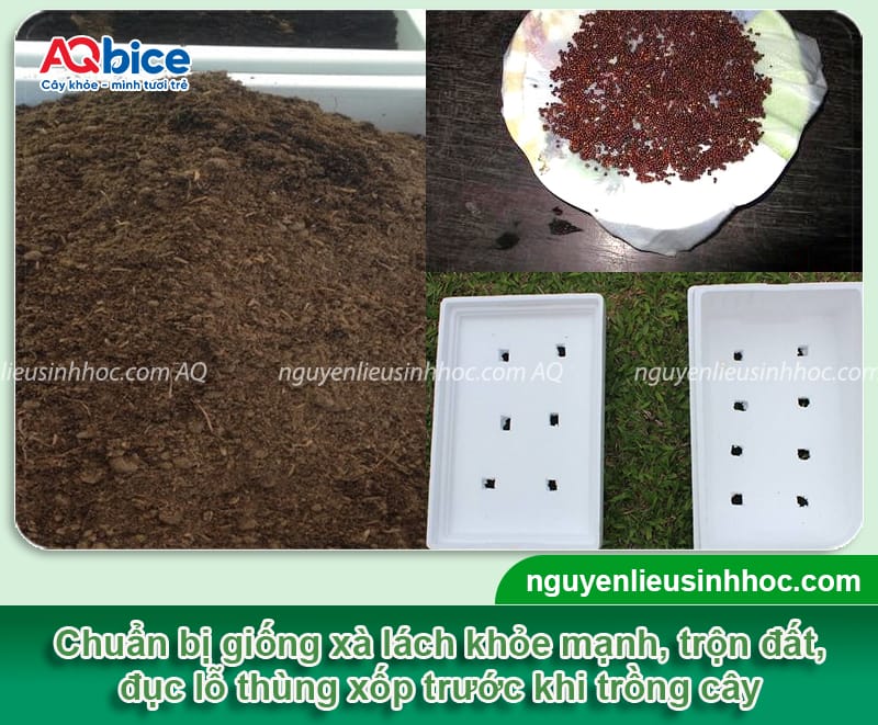 Hướng dẫn trồng xà lách trong thùng xốp ngay tại nhà