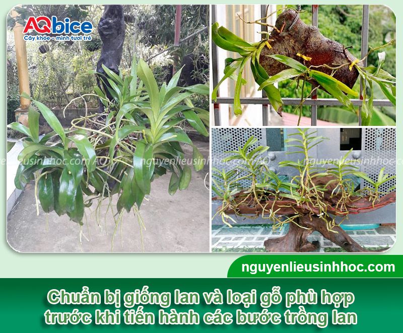 Hướng dẫn cách trồng lan trên thân cây khô đơn giản