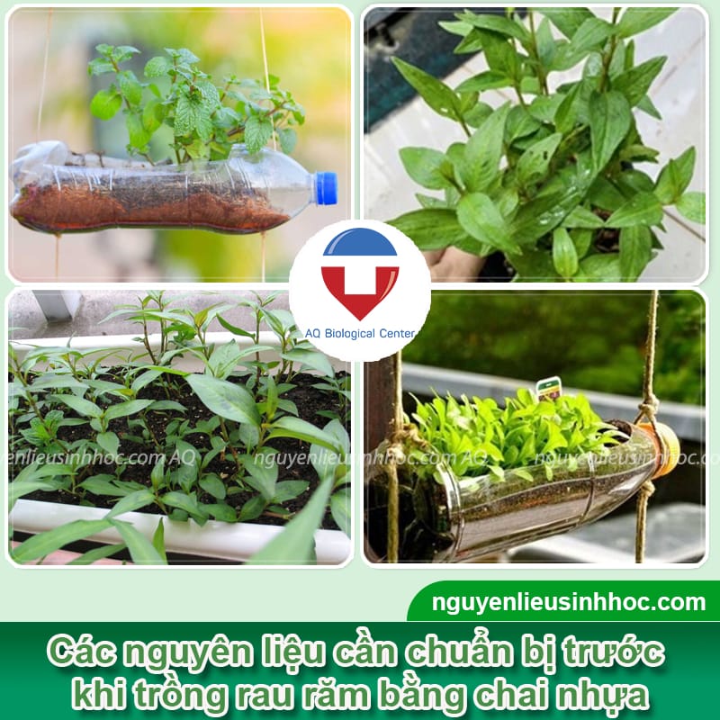 Trồng rau răm bằng chai nhựa đạt năng suất cao