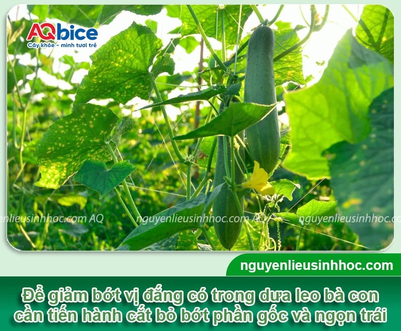 Tại sao dưa leo bị đắng? Dưa leo bị đắng có ăn được không? 2 Tại sao dưa leo bị đắng? Dưa leo bị đắng có ăn được không?