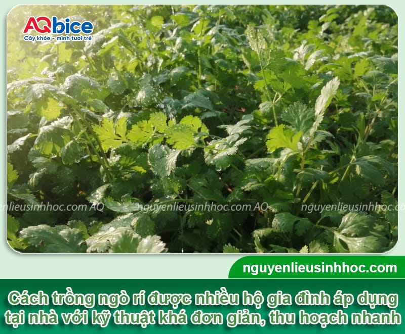 Cách trồng ngò rí tại nhà đơn giản, nhanh thu hoạch 1 Cách trồng ngò rí tại nhà đơn giản, nhanh thu hoạch