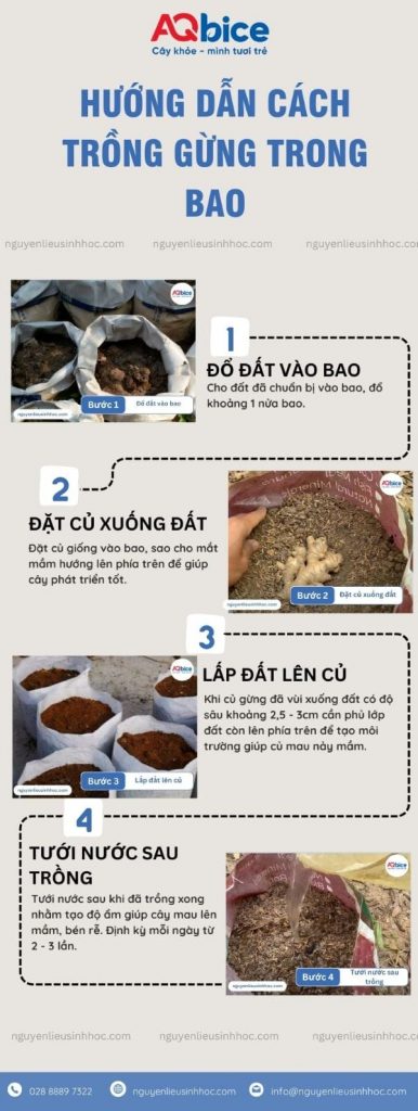 Cách trồng gừng trong bao tại nhà, nhanh thu hoạch