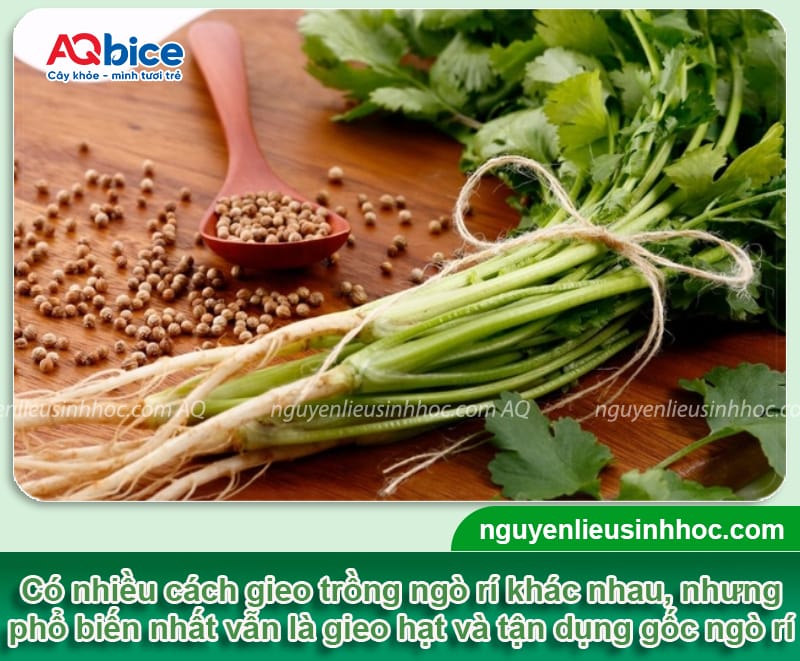 Cách trồng ngò rí tại nhà đơn giản, nhanh thu hoạch 3 Cách trồng ngò rí tại nhà đơn giản, nhanh thu hoạch