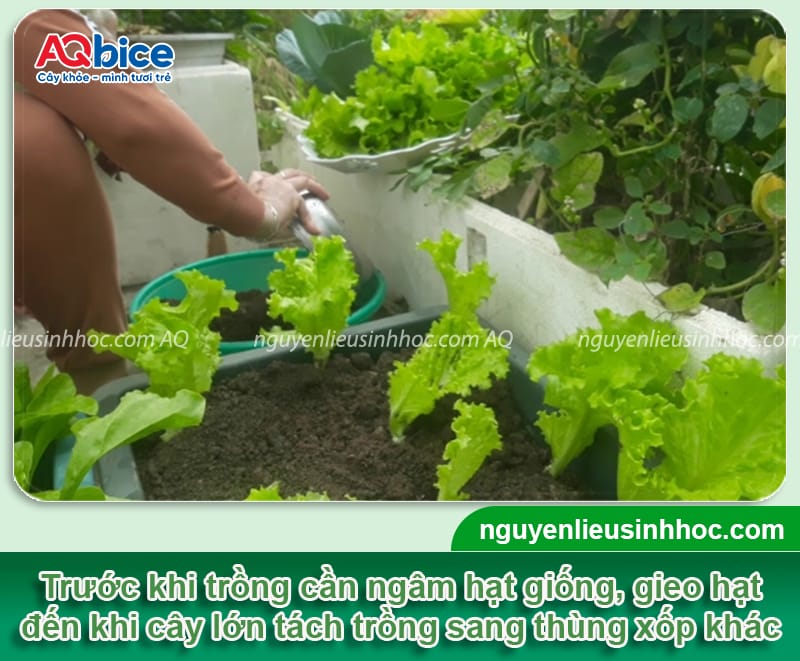 Hướng dẫn trồng xà lách trong thùng xốp ngay tại nhà