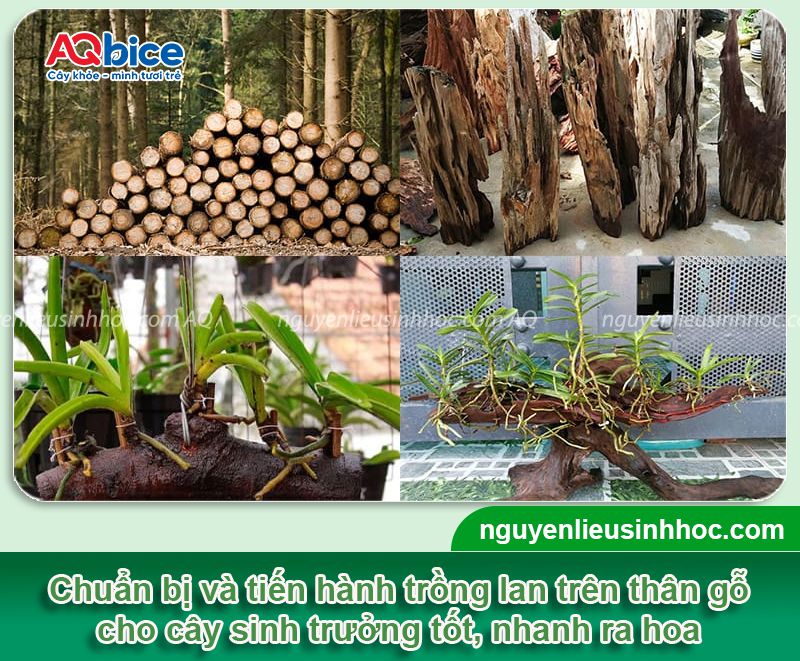 Hướng dẫn cách trồng lan trên thân cây khô đơn giản