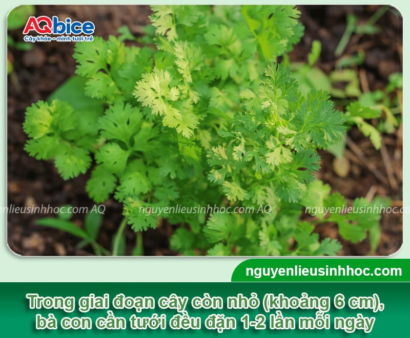 Cách trồng ngò rí tại nhà đơn giản, nhanh thu hoạch 4 Cách trồng ngò rí tại nhà đơn giản, nhanh thu hoạch