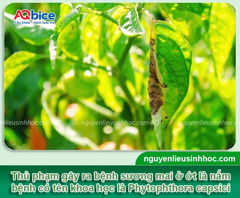 Phòng bệnh sương mai trên cây ớt giúp cây xanh tốt, sai quả