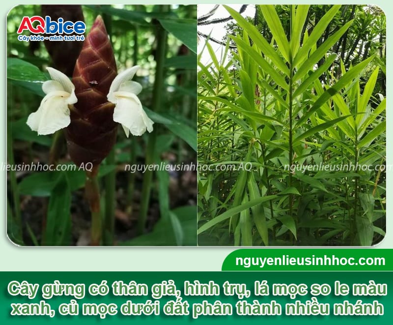 Cách trồng gừng trong bao tại nhà, nhanh thu hoạch