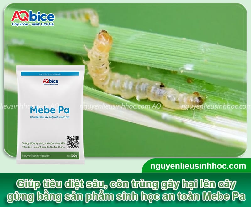 Cách trồng gừng trong bao tại nhà, nhanh thu hoạch