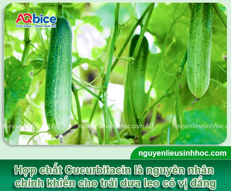 Tại sao dưa leo bị đắng? Dưa leo bị đắng có ăn được không?