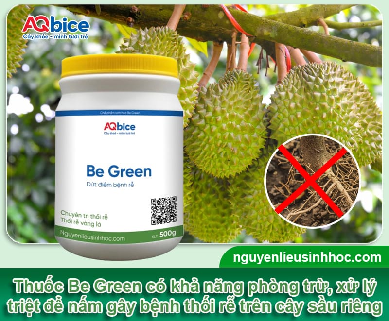 Bệnh thối rễ sầu riêng: Dấu hiệu và Cách xử lý dứt điểm 4 Bệnh thối rễ sầu riêng: Dấu hiệu và Cách xử lý dứt điểm
