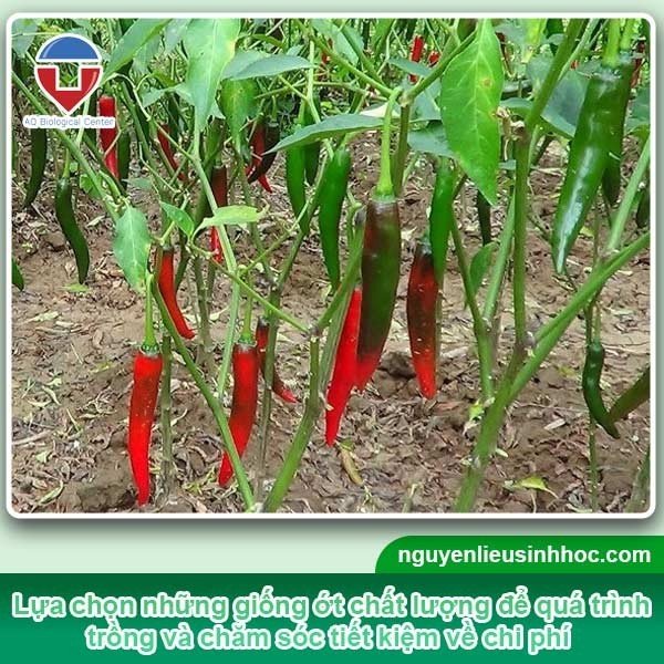 Kỹ thuật trồng ớt mùa mưa trái đậu trĩu cành, năng suất cao