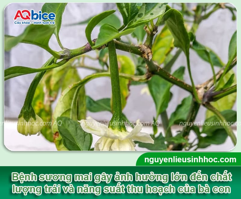 Phòng bệnh sương mai trên cây ớt giúp cây xanh tốt, sai quả