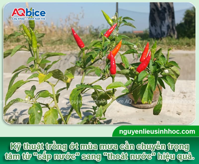 Kỹ thuật trồng ớt mùa mưa giúp cây xanh tốt, không thối rễ