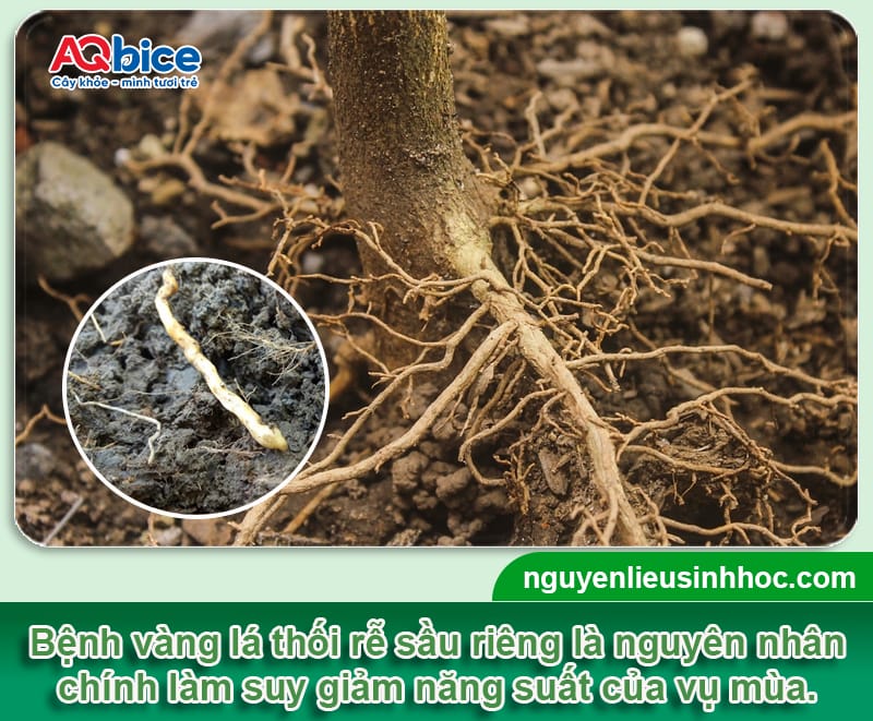 Bệnh thối rễ sầu riêng: Dấu hiệu và Cách xử lý dứt điểm